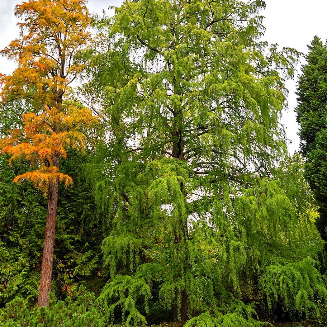 Arboretum Roger de Vilmorin 1